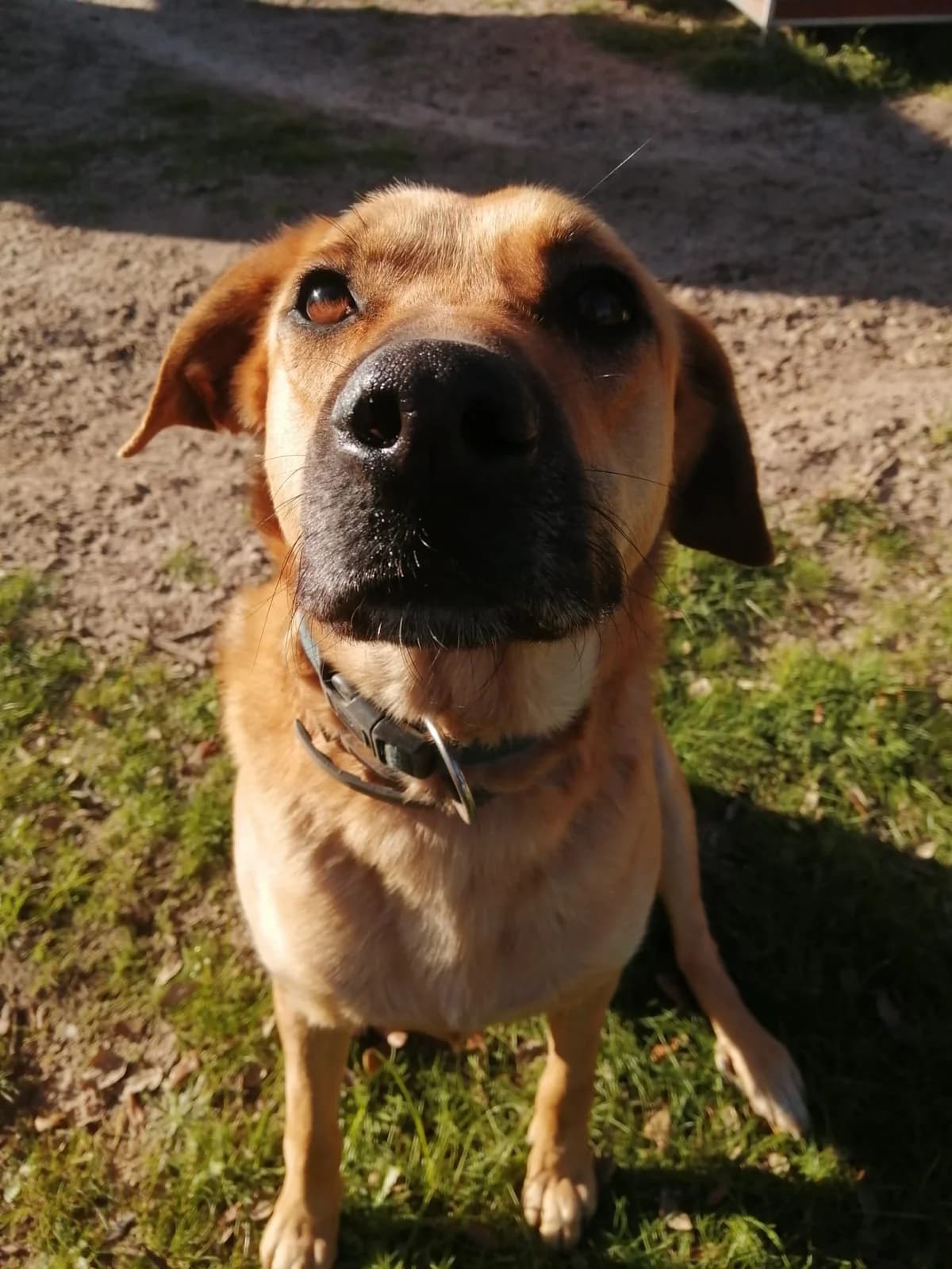 Sidra, male 4yo Mixed Breed for adoption at Animais Sem Fronteiras