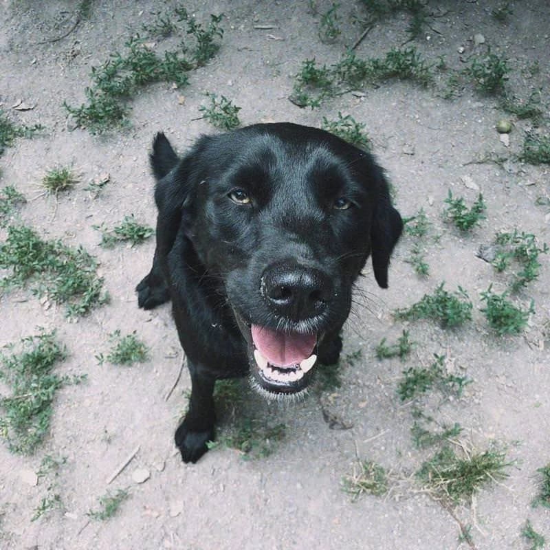 Vasco, male 7yo Labrador Retriever for adoption at Animais Barcelos