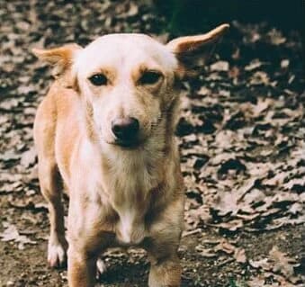 Amêndoa, female 6yo Mixed Breed for adoption at Animais Barcelos