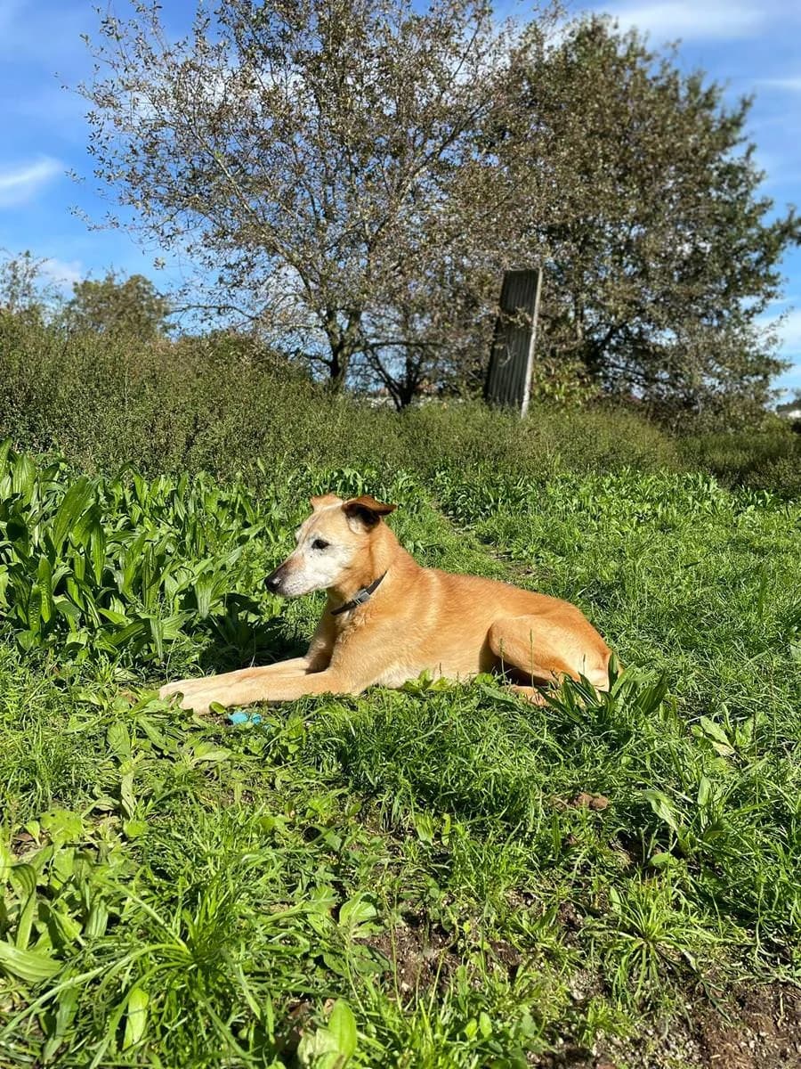 Ariel, female senior Mixed Breed for adoption at Animais Barcelos