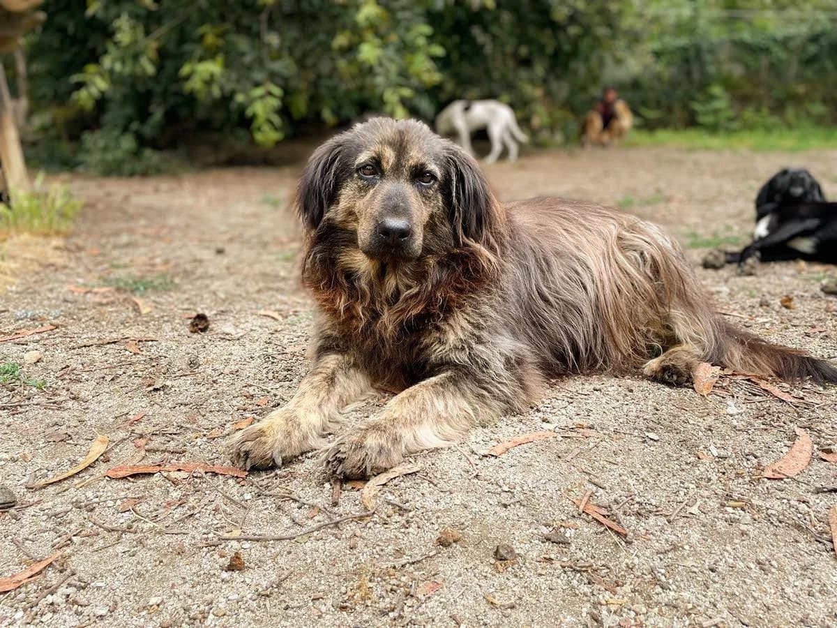 Constança, female senior Mixed Breed for adoption at Animais Barcelos
