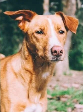 Ellie, female Mixed Breed for adoption at Animais Barcelos