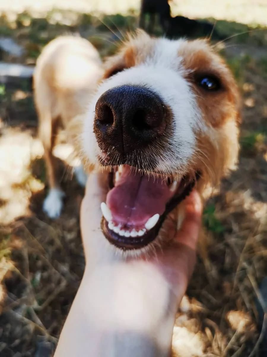 Ollie, male Mixed Breed for adoption at Animais Barcelos
