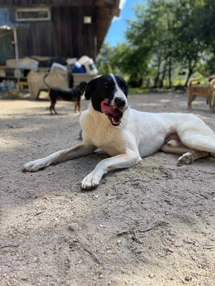 Pierre, male senior Mixed Breed for adoption at Animais Barcelos