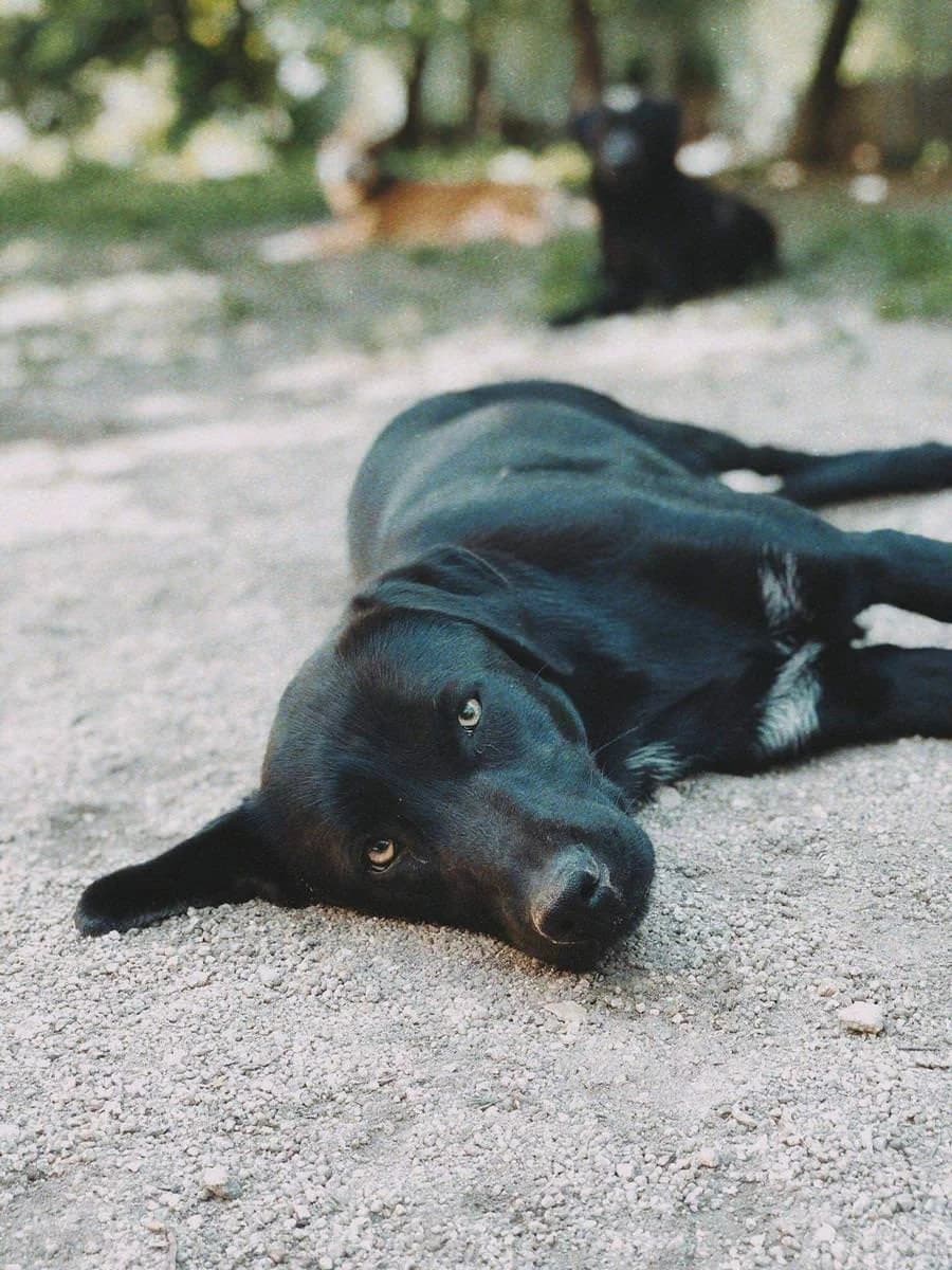 Vitória, female 7yo Labrador Retriever for adoption at Animais Barcelos