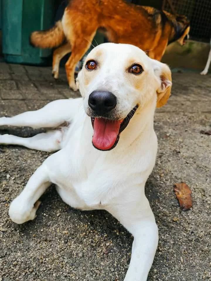 Afonso, male 7yo Mixed Breed for adoption at Animais Barcelos