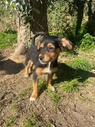 Maya, female young Mixed Breed for adoption at Animais Barcelos