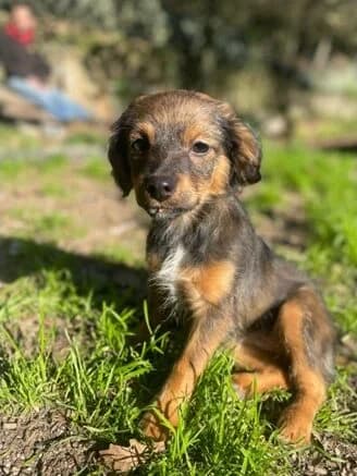Ziggy, female young Mixed Breed for adoption at Animais Barcelos