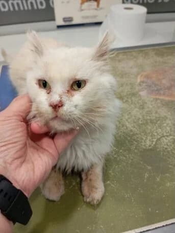 Roberto Carlos, male senior Mixed Breed for adoption at Animais Barcelos