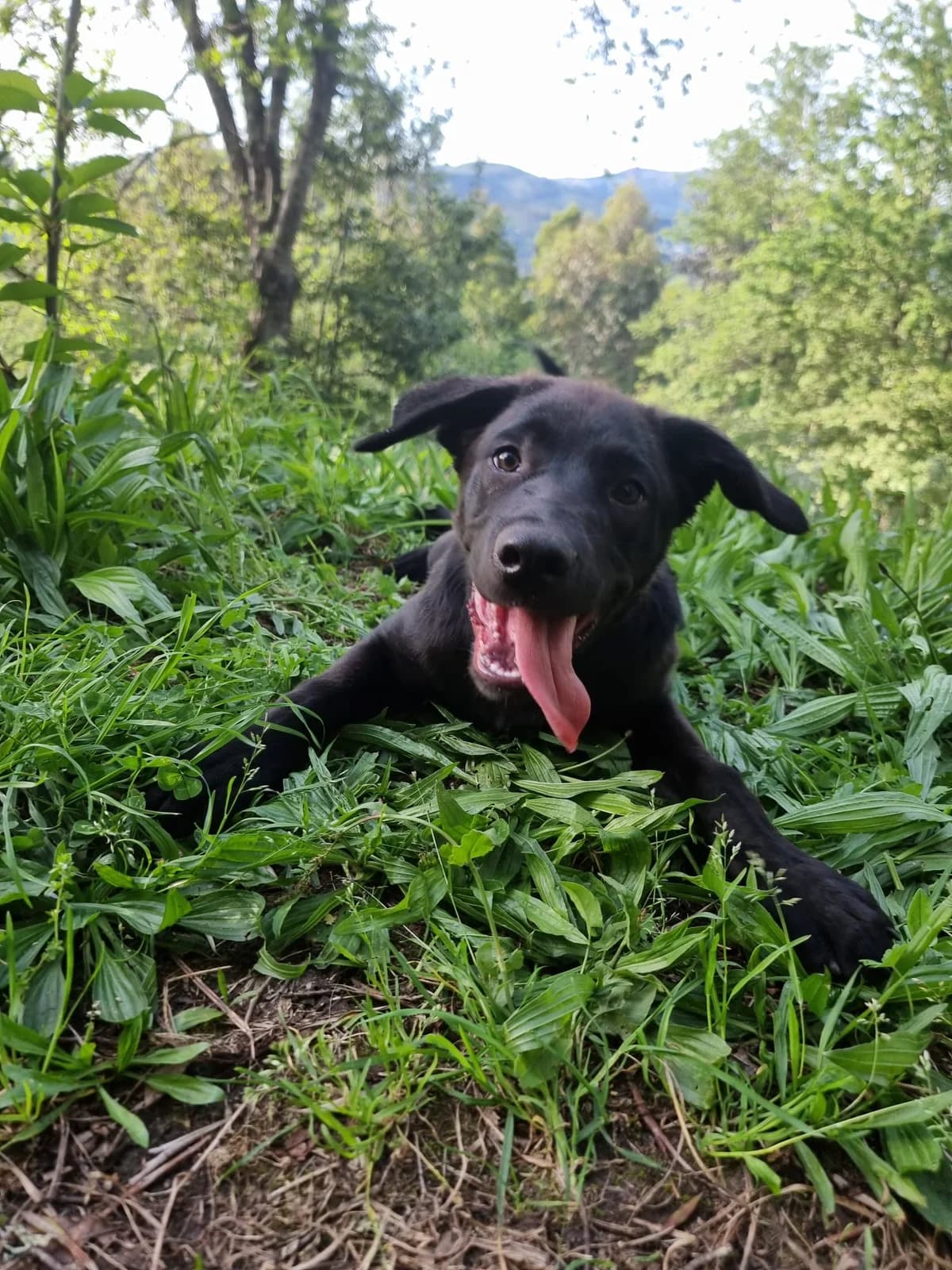Vicente, male young Labrador Retriever for adoption at Animais Barcelos