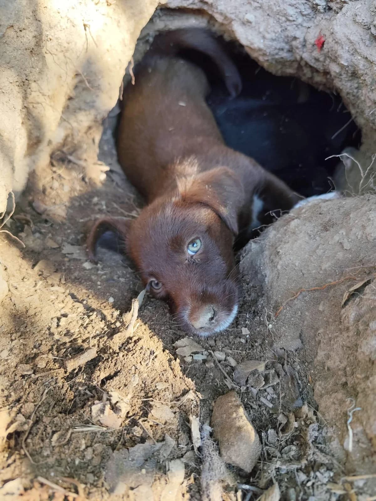 Concha, female young Mixed Breed for adoption at Animais Barcelos