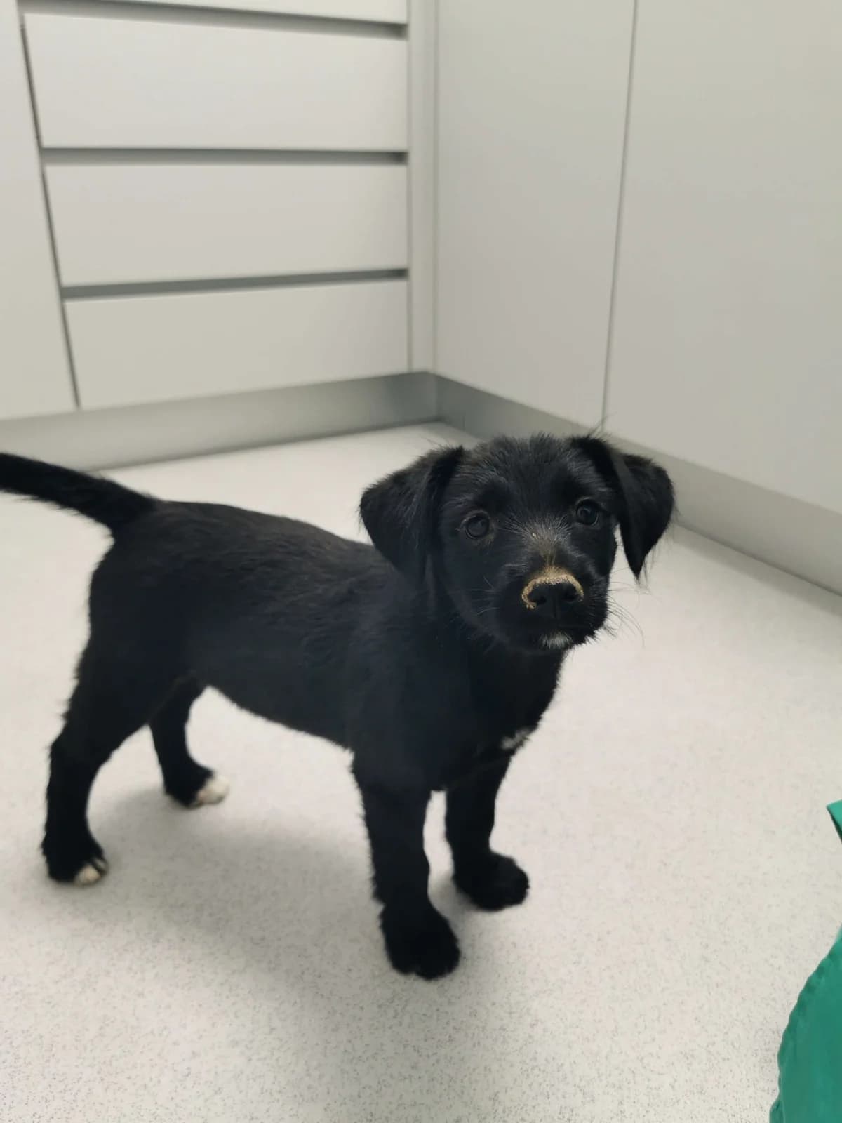 Carlota, female young Mixed Breed for adoption at Animais Barcelos