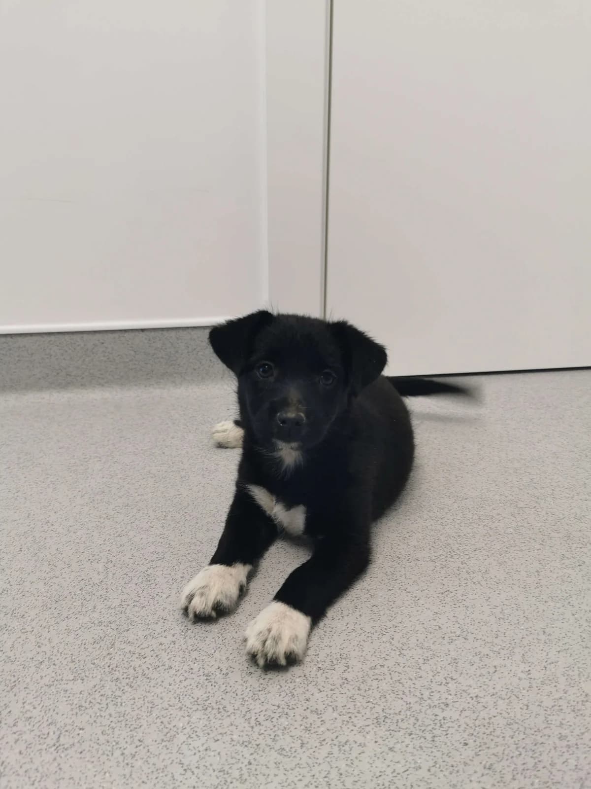 Caetana, female young Mixed Breed for adoption at Animais Barcelos