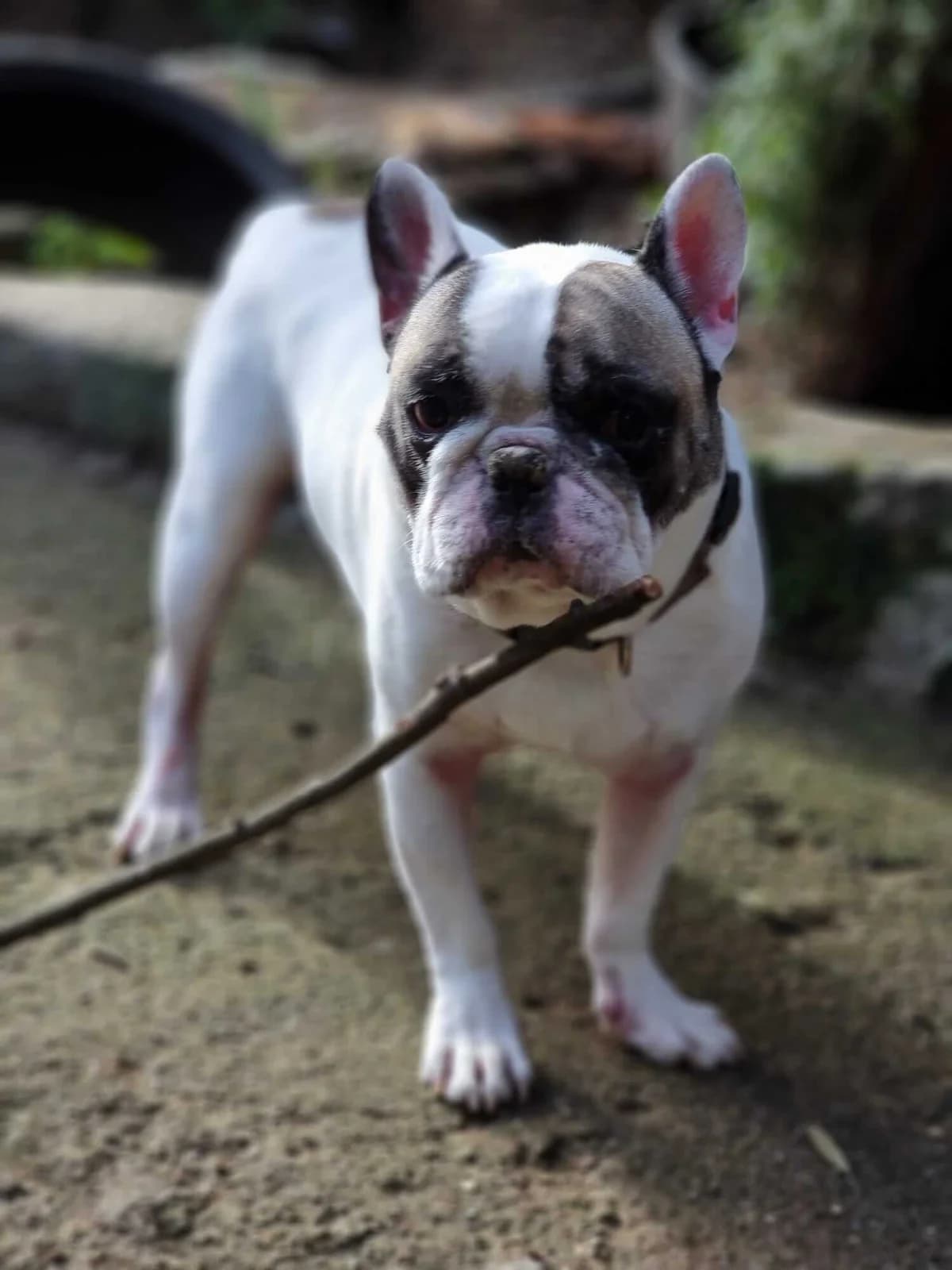 Batman, male 6yo English Bulldog for adoption at Animais Barcelos