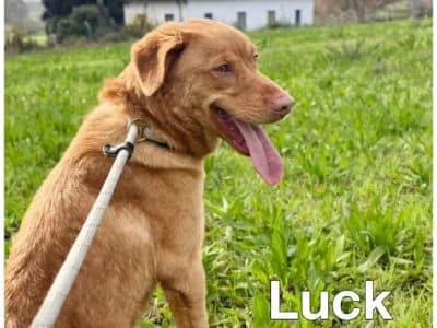 Luck, male young Mixed Breed for adoption at Animais Como Nós