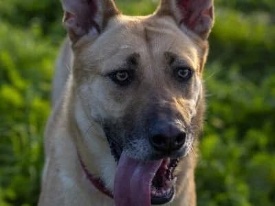 Aurora, female 6yo Mixed Breed for adoption at Animais Como Nós