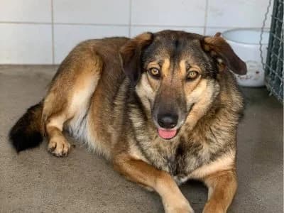 Bekas, female senior Mixed Breed for adoption at Animais Como Nós