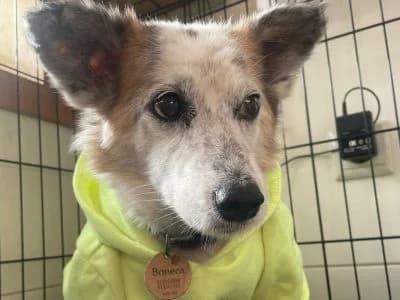 Boneca, female senior Mixed Breed for adoption at Animais Como Nós
