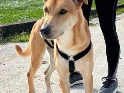 Caramelo, male young Mixed Breed for adoption at Animais Como Nós