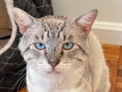 Frost, male senior Mixed Breed for adoption at Animais Como Nós