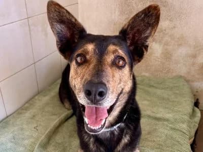 Goya, male 7yo Mixed Breed for adoption at Animais Como Nós