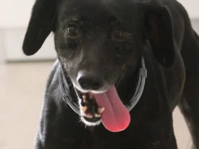 Jack, male senior Mixed Breed for adoption at Animais Como Nós