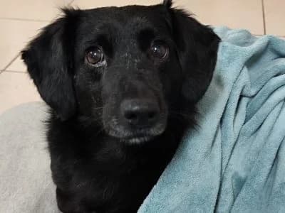 Jill, male senior Mixed Breed for adoption at Animais Como Nós