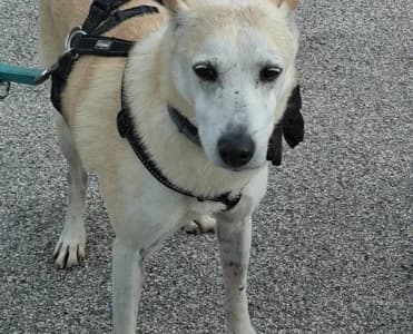 Patty, male senior Mixed Breed for adoption at Animais Como Nós