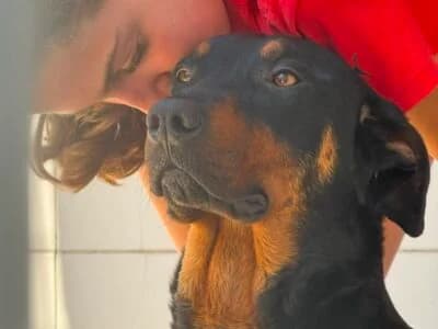 Mafalda, female young Mixed Breed for adoption at Animais Como Nós