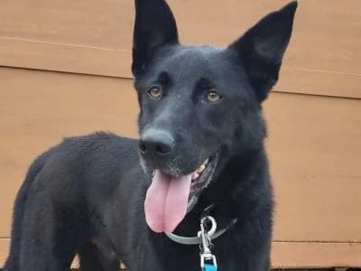 Mambo, male 6yo Mixed Breed for adoption at Animais Como Nós