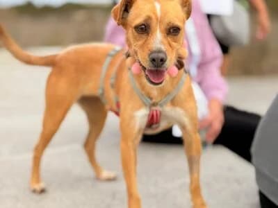 Melanie, female 6yo Mixed Breed for adoption at Animais Como Nós