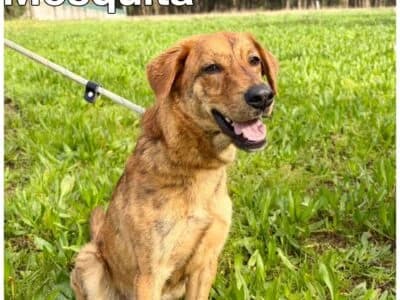Mesquita, male young Mixed Breed for adoption at Animais Como Nós