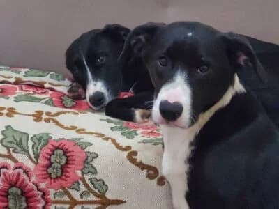 Milka e Oreo, male young Mixed Breed for adoption at Animais Como Nós
