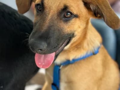 Mochi, male puppy Mixed Breed for adoption at Animais Como Nós