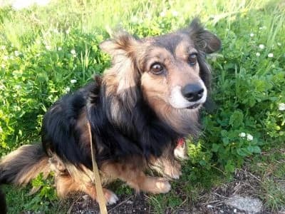 Ouriça, female senior Mixed Breed for adoption at Animais Como Nós