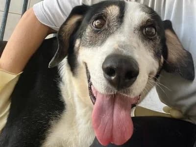 Roquito, male senior Mixed Breed for adoption at Animais Como Nós