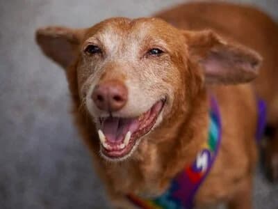 Soneca, male senior Mixed Breed for adoption at Animais Como Nós