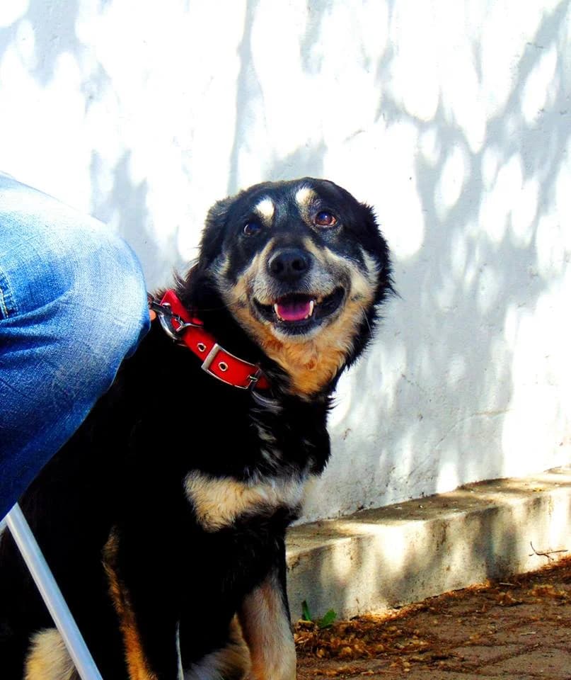 Alcácer, senior Mixed Breed for adoption at Animais do Cantinho (Évora)