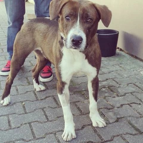 Aramis, senior Mixed Breed for adoption at Animais do Cantinho (Évora)