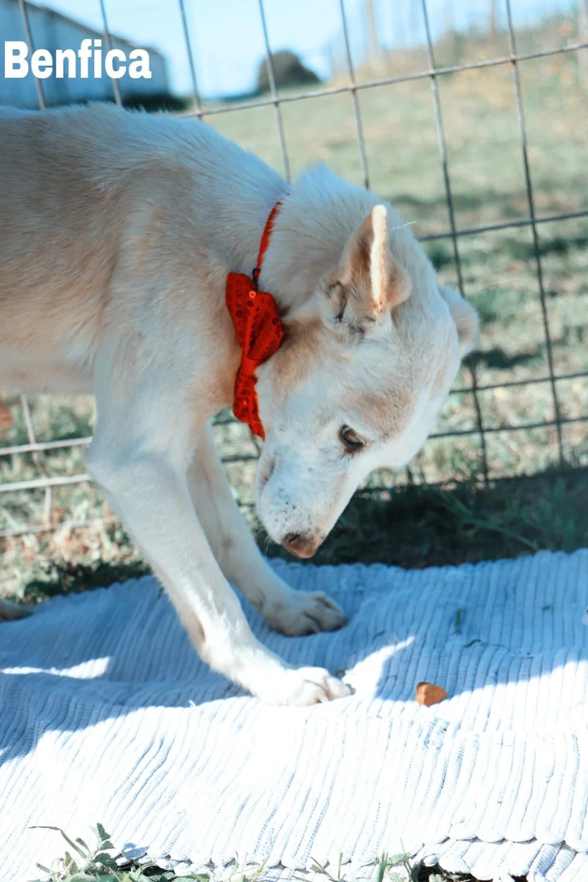 Benfica - faleceu, senior Mixed Breed for adoption at Animais do Cantinho (Évora)