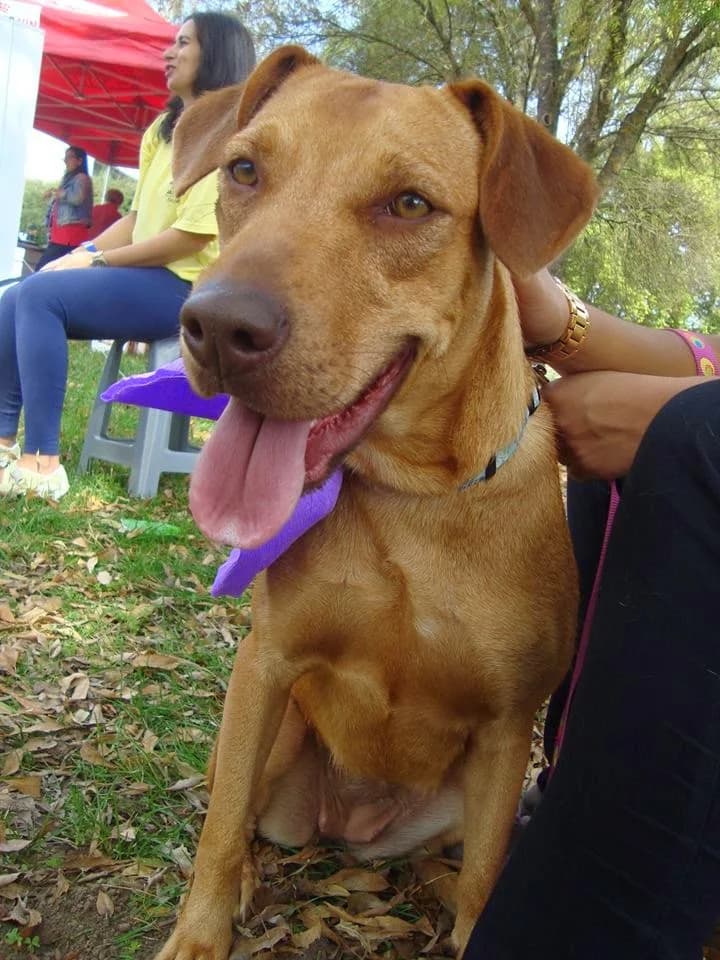 Brisa, senior Mixed Breed for adoption at Animais do Cantinho (Évora)