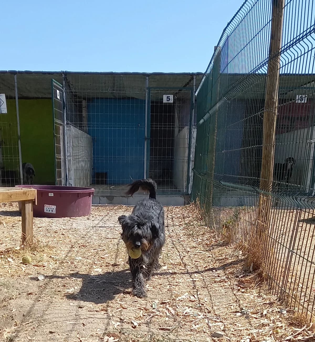 Fonzie, Mixed Breed for adoption at Animais do Cantinho (Évora)