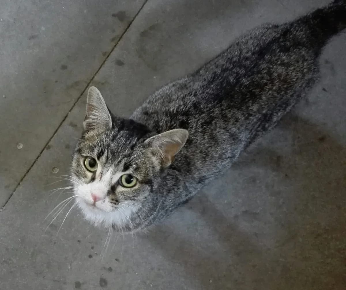 Helder, Mixed Breed for adoption at Animais do Cantinho (Évora)