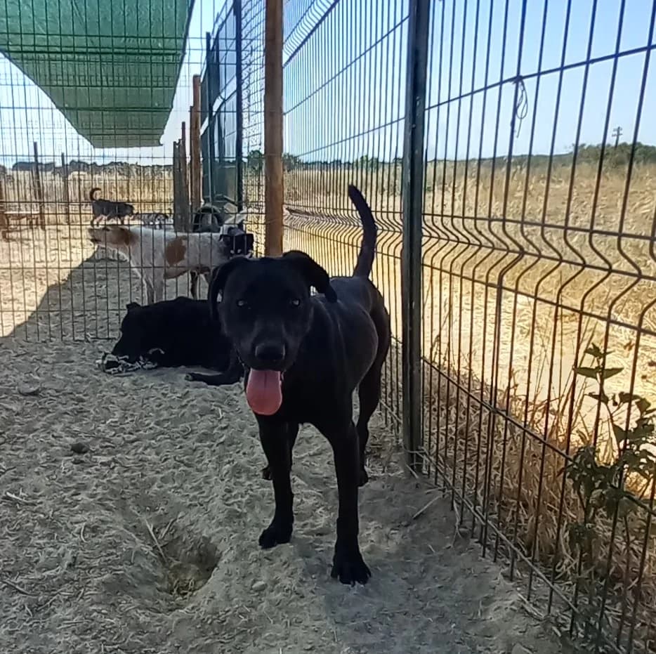 Jaime, 5yo Mixed Breed for adoption at Animais do Cantinho (Évora)