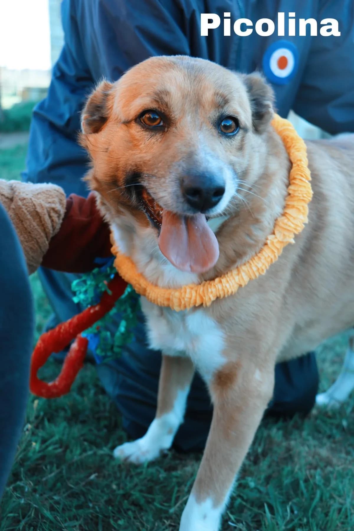 Picolina, senior Mixed Breed for adoption at Animais do Cantinho (Évora)