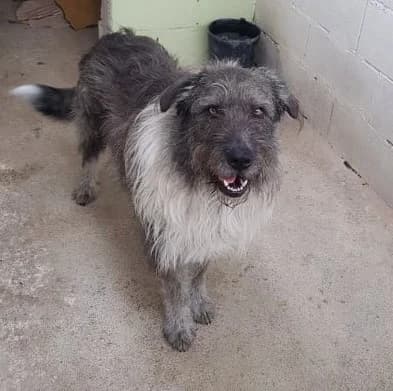 Rain - Faleceu, puppy Mixed Breed for adoption at Animais do Cantinho (Évora)