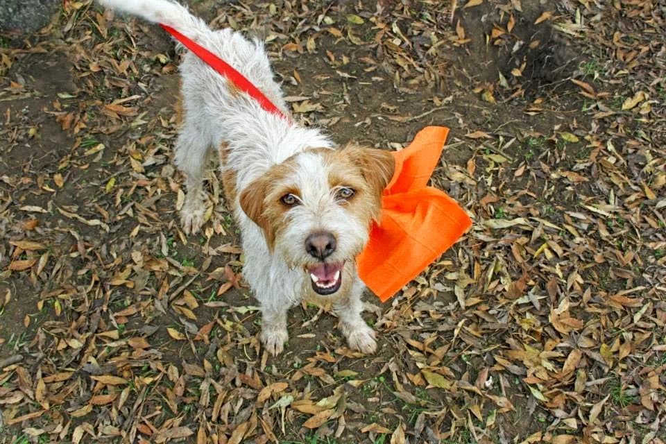 Ringo, senior Mixed Breed for adoption at Animais do Cantinho (Évora)