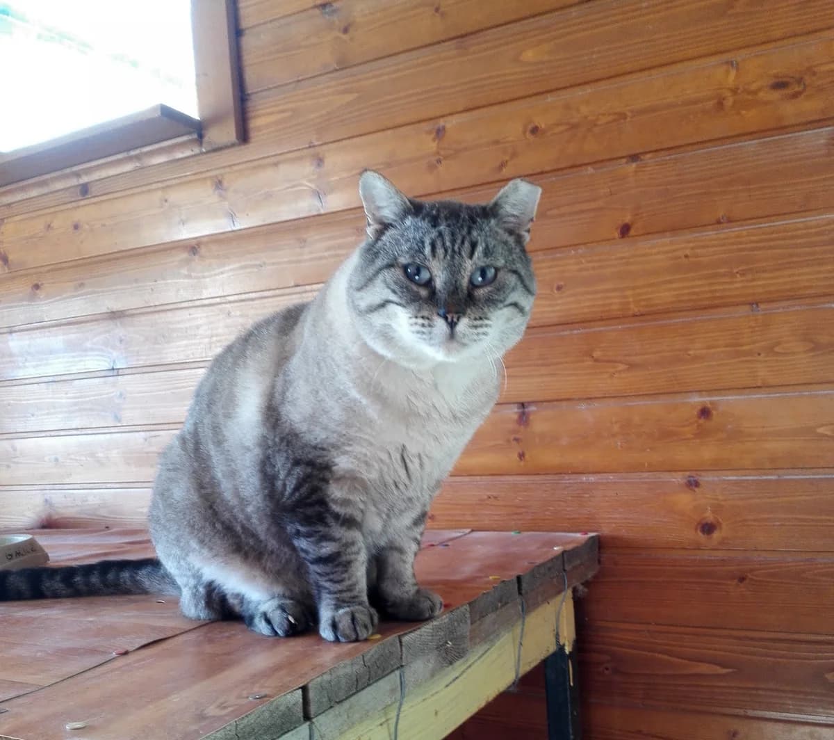 Scooby, 6yo Mixed Breed for adoption at Animais do Cantinho (Évora)