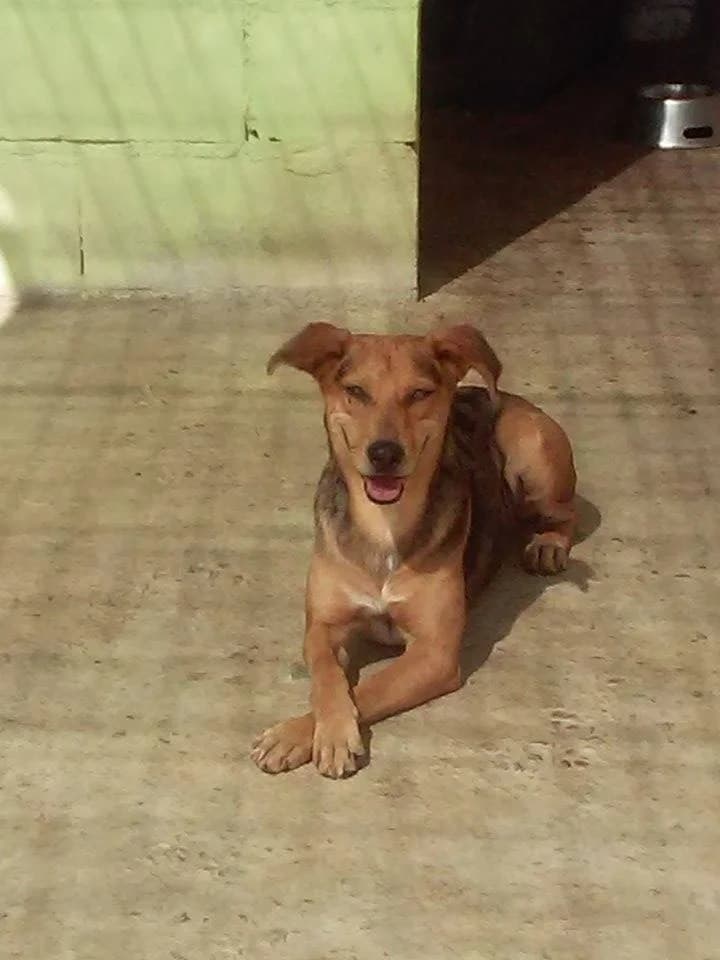 Shara, senior Mixed Breed for adoption at Animais do Cantinho (Évora)