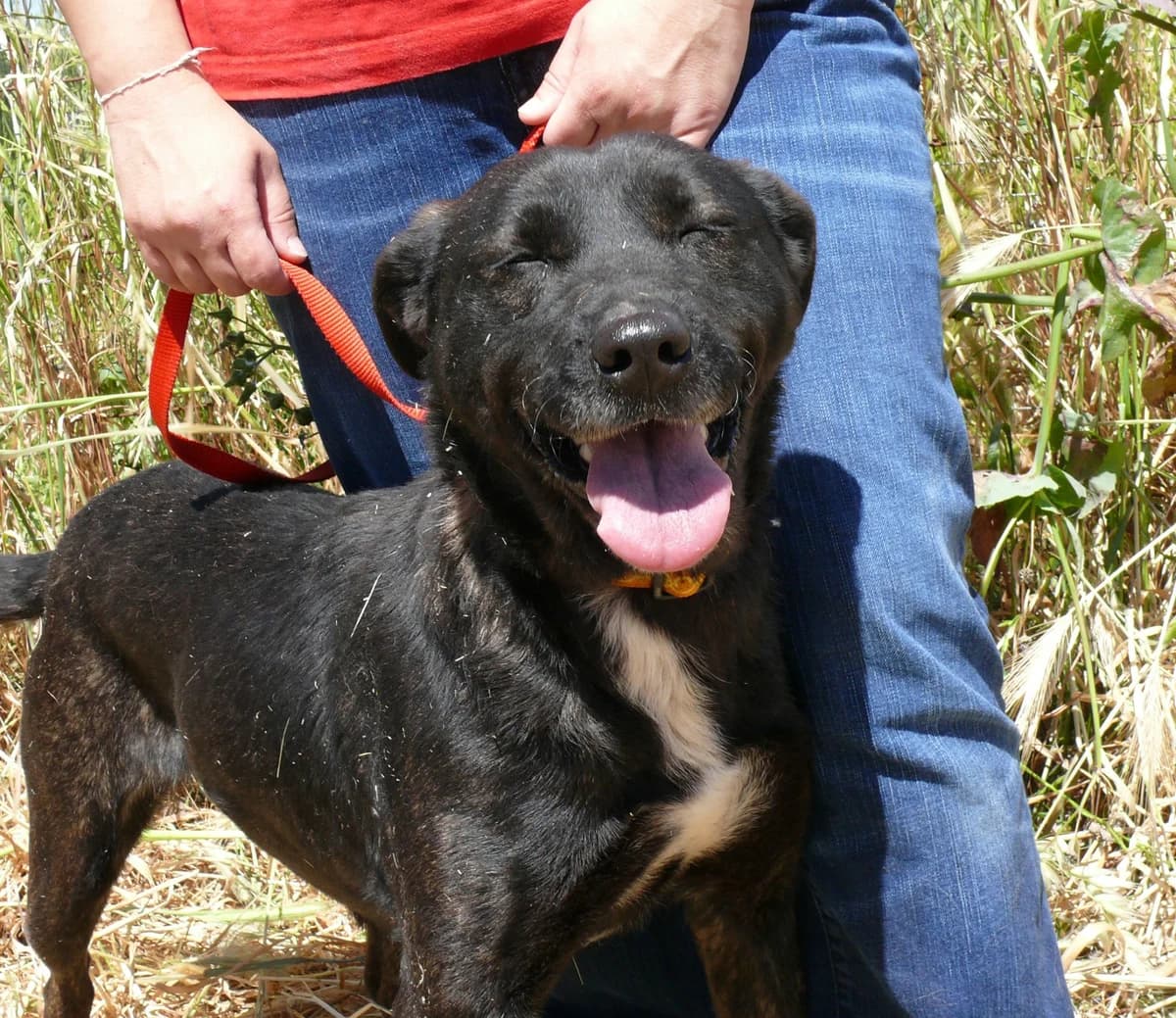 Susie - Faleceu, 5yo Mixed Breed for adoption at Animais do Cantinho (Évora)